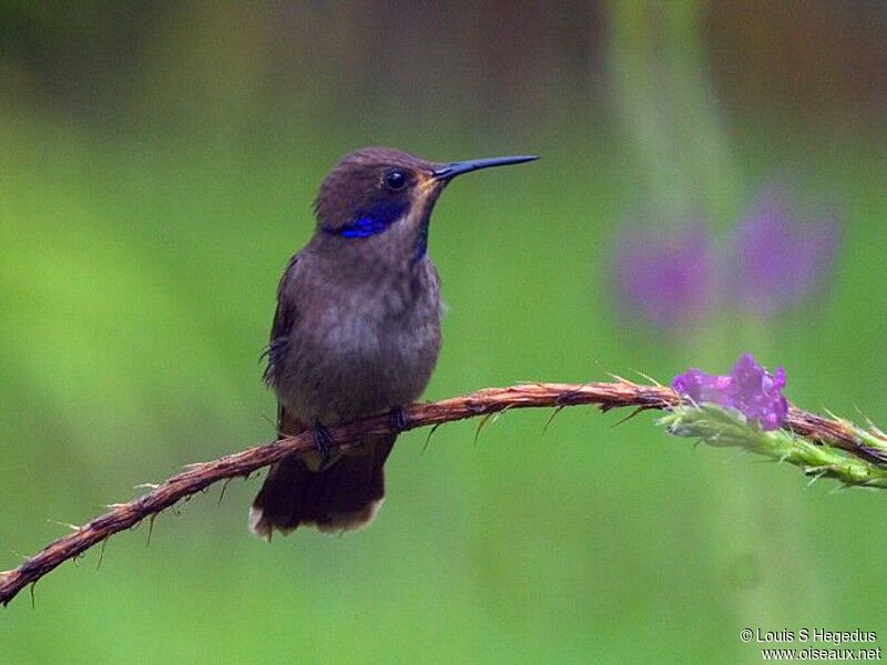 Brown Violetear