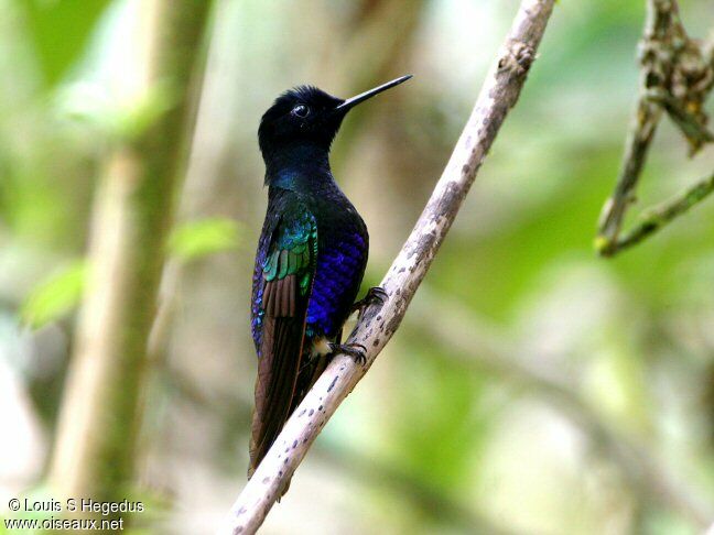 Velvet-purple Coronet