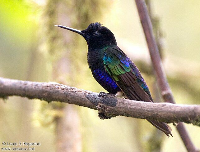 Colibri de Jardine