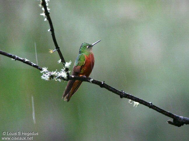 Chestnut-breasted Coronet