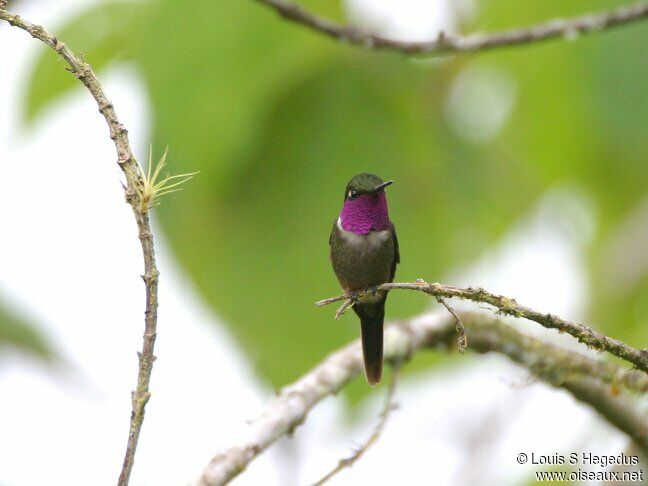 Colibri de Mitchell