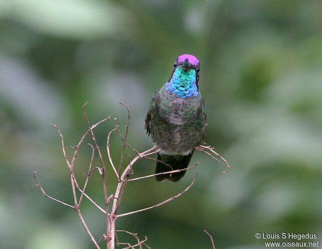 Colibri de Rivoli