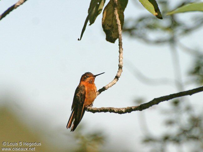 Colibri étincelant