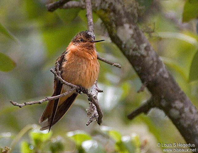 Colibri étincelant