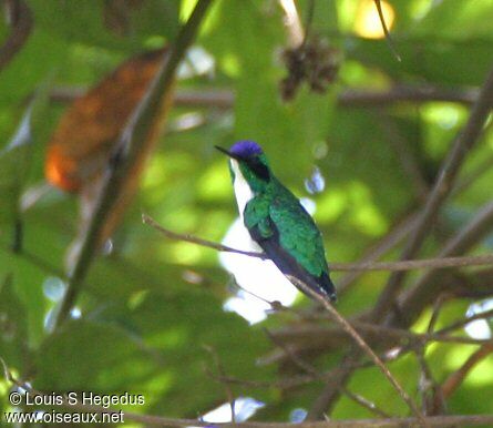 Purple-crowned Fairy