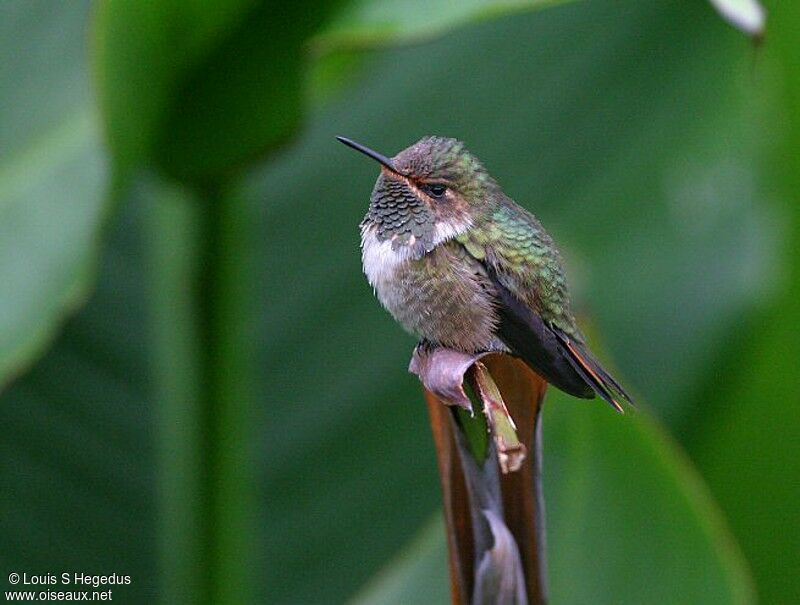 Colibri flammule