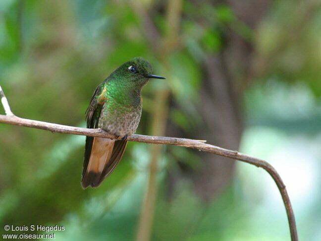 Buff-tailed Coronet