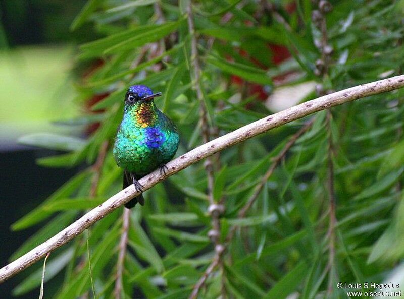 Fiery-throated Hummingbird