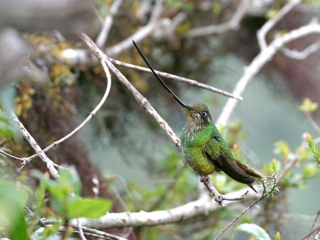 Sword-billed Hummingbird