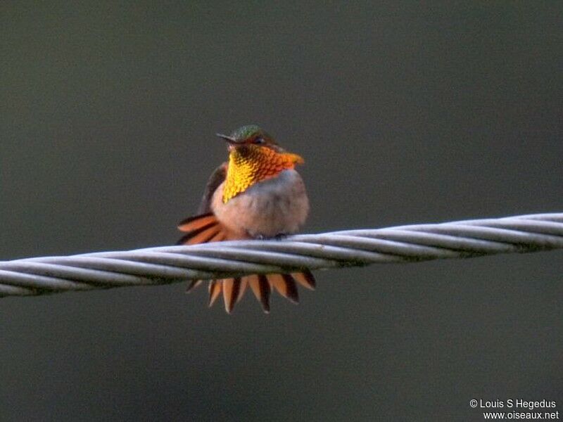 Scintillant Hummingbird