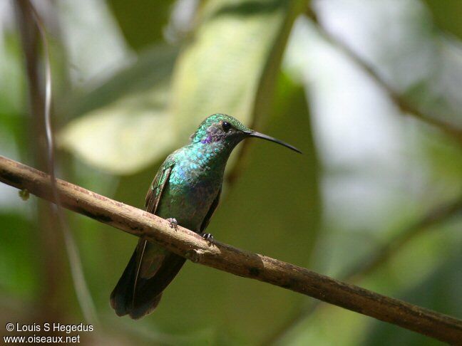 Colibri thalassin