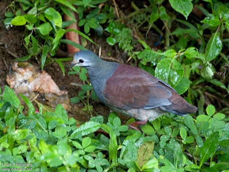 Colombe du Costa Rica