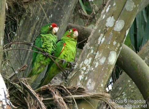 Conure de Finsch