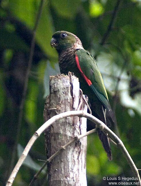 Maroon-tailed Parakeet