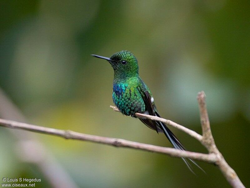 Green Thorntail