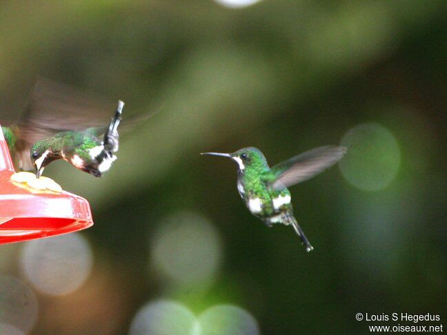 Green Thorntail