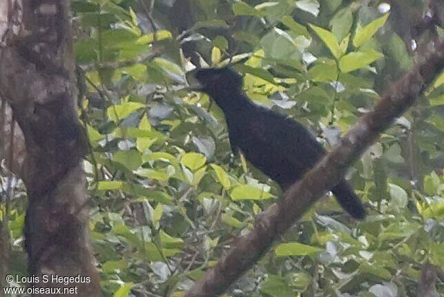 Long-wattled Umbrellabird