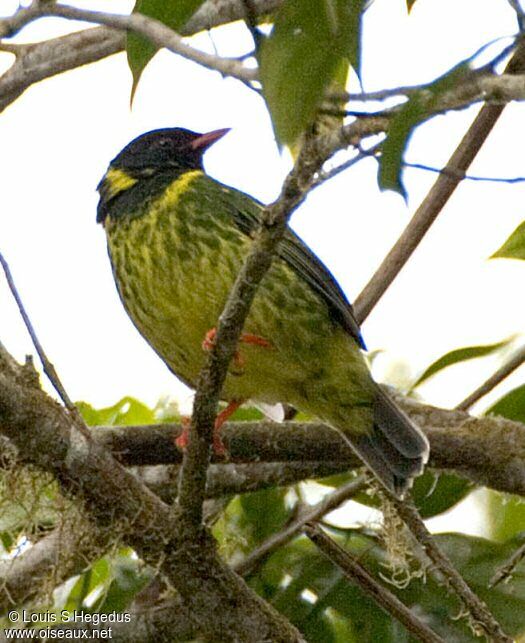 Cotinga vert et noir