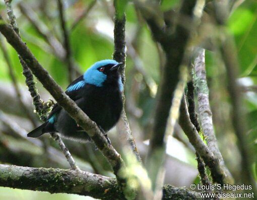 Dacnis à cuisses rouges