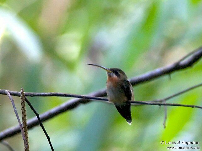 Band-tailed Barbthroat