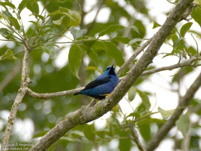 Shining Honeycreeper