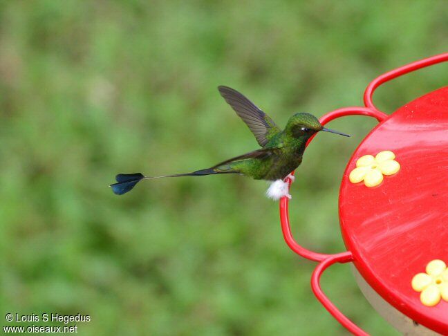 White-booted Racket-tail