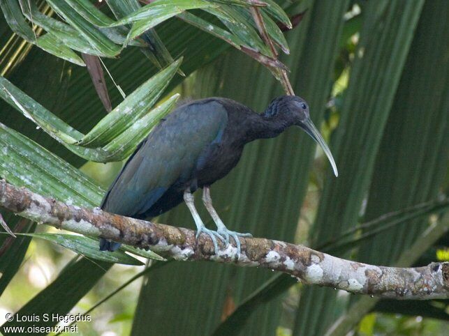 Green Ibis