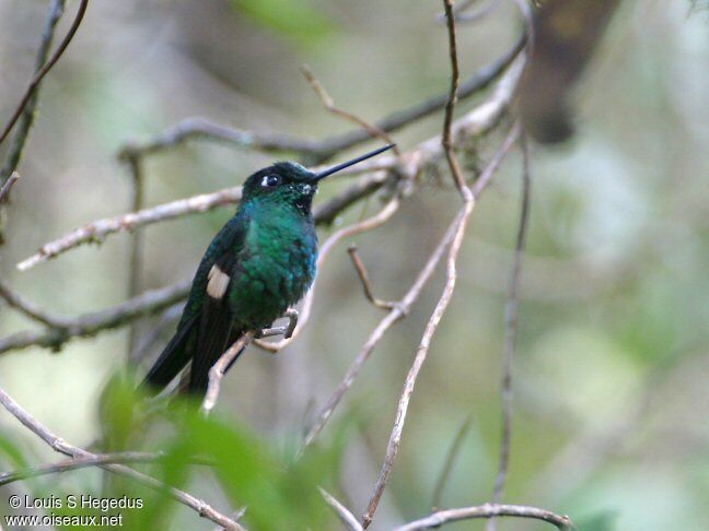 Buff-winged Starfrontlet