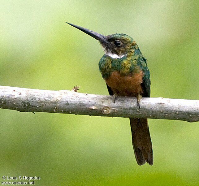 Rufous-tailed Jacamar