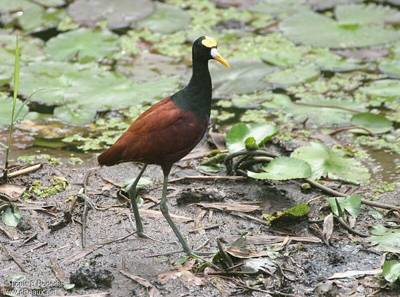 Northern Jacana