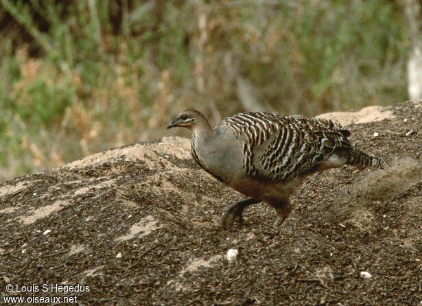 Malleefowl