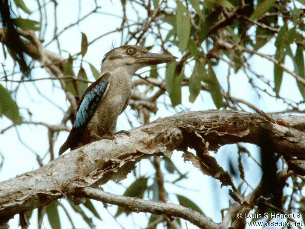 Martin-chasseur à ailes bleues