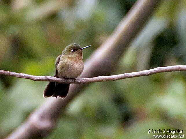 Tyrian Metaltail