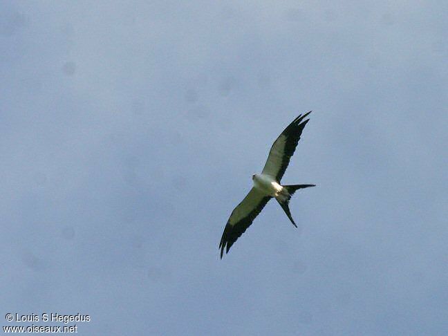 Swallow-tailed Kite