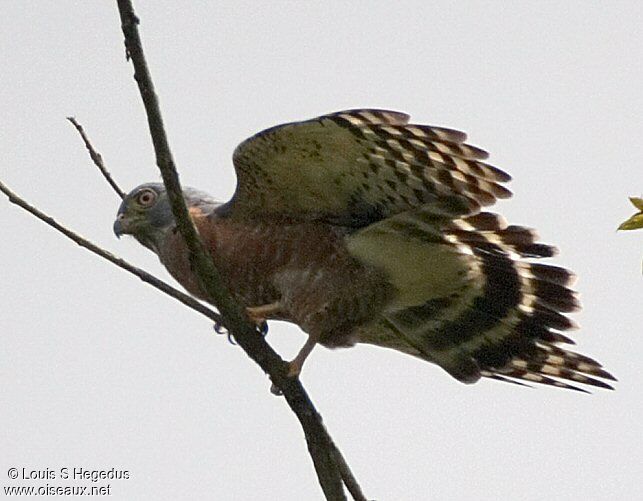 Double-toothed Kite