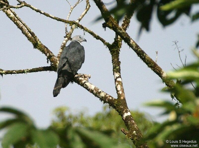 Grey-headed Kite