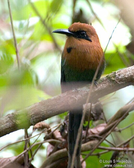 Motmot à bec large