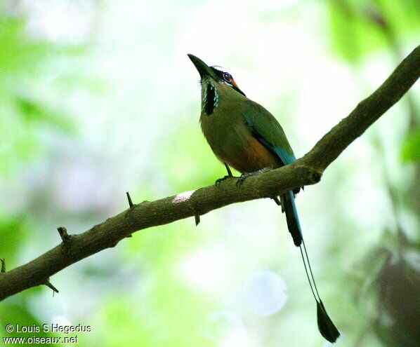 Turquoise-browed Motmot