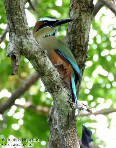 Motmot à sourcils bleus