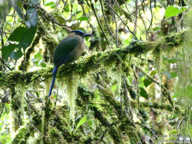 Motmot d'Équateur