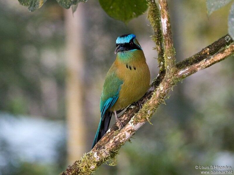 Motmot houtouc