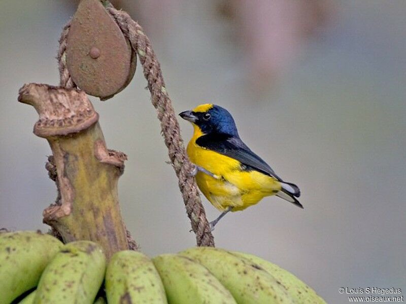 Thick-billed Euphonia