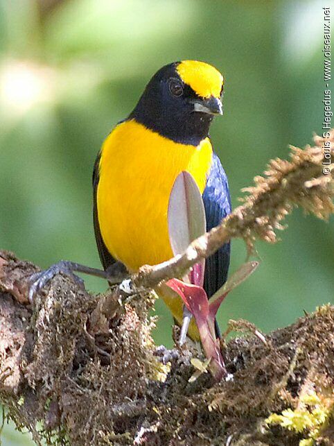 Orange-bellied Euphonia