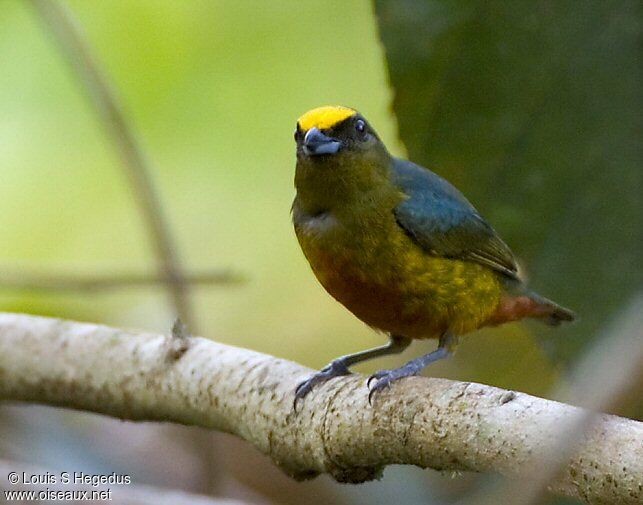 Olive-backed Euphonia