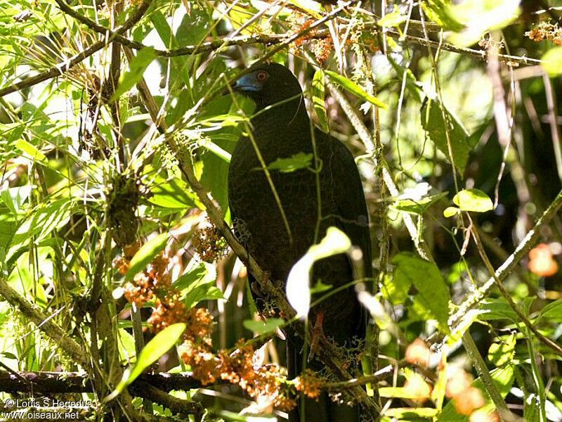 Black Guan