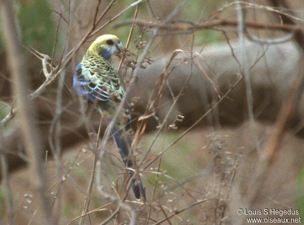 Pale-headed Rosella