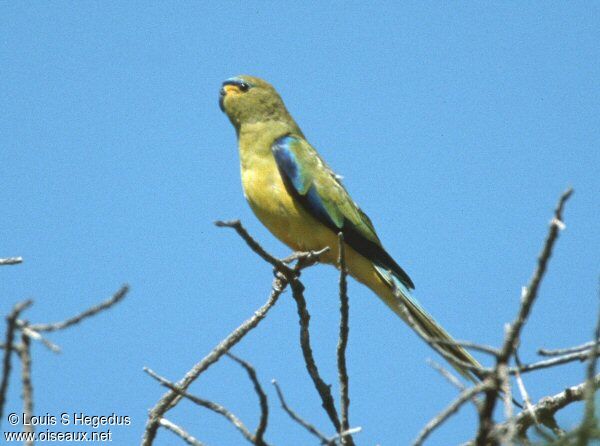 Elegant Parrot