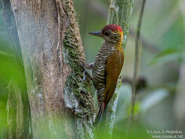 Red-rumped Woodpecker