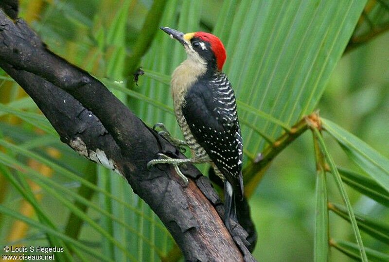 Black-cheeked Woodpecker