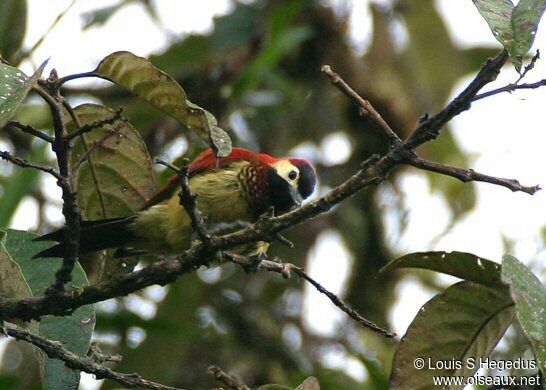 Crimson-mantled Woodpecker